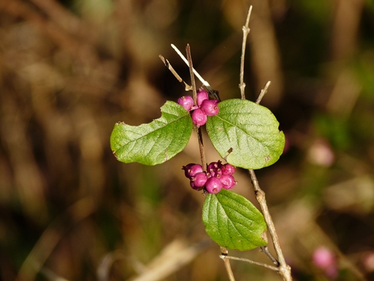 {Symphoricarpos orbiculatus}
